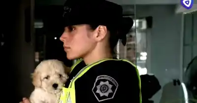 Escándalo en pleno centro de Rosario: Un perrito desata un caos de acusaciones y una intervención policial