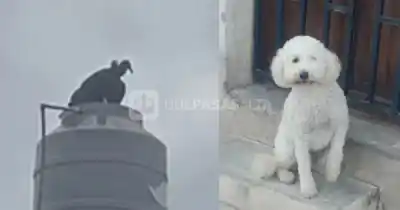 Caranchos al acecho en El Huaico: piden cuidar a los perros chicos