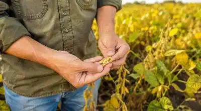 El 34% de los rindes de soja que se pierden y cómo recuperarlos en el NOA