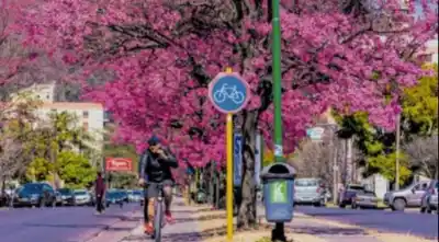 Lapachos en Salta: la guía completa del árbol que define la identidad provincial