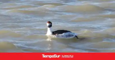 Macá tobiano: la especie que volvió del borde de la extinción en Santa Cruz