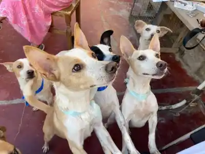 Adoptar un perro en Jáchal: el paso a paso y los contactos de Hogar Animal