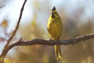 Cardenal amarillo, ciervo de los pantanos y aguará guazú: Entre Ríos refuerza su conservación con Temaikén