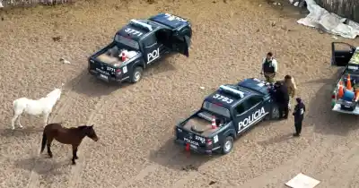 El destino de los animales secuestrados en Mendoza: remate o libertad