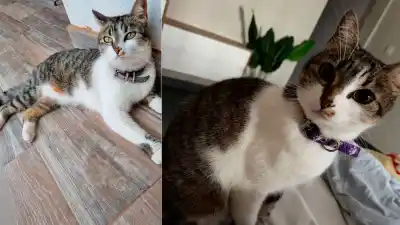 Desesperada búsqueda de Mamita, la gatita que desapareció en el barrio Siglo XX