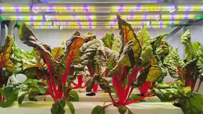 Agricultura vertical: 300% más de rendimiento y 65% menos de agua en ensayos del INTA