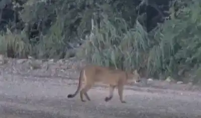 Una nena vio un puma cuando volvía de la escuela y desató un operativo en San Juan