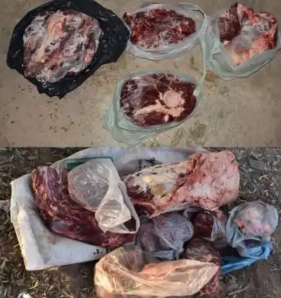Abigeato en La Paz: recuperaron nueve vacunos robados, armas y carne