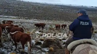 A caballo y 8 kilómetros: así recuperaron el ganado robado en un paraje neuquino