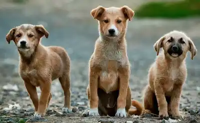 Zoonosis llega a cuatro barrios de la capital con castraciones gratuitas