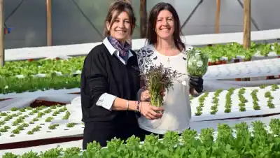 Cultivan 3.000 plantas por mes sin tierra en un invernadero de Viedma