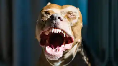 Murió una beba de cuatro meses tras el ataque de un pitbull en Pablo Nogués