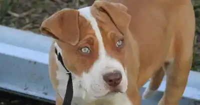 Santa Fe: Una mujer perdió un dedo tras intentar salvar a su perro del ataque de un pitbull