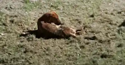 Desesperado pedido para salvar a un perro que agoniza en el cementerio de Banda de Varela