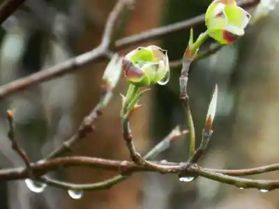 Agosto dejó 30% más de lluvias en Bariloche y anticipan un septiembre más frío