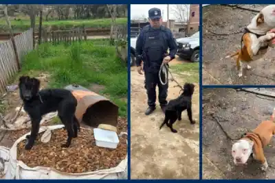 Rescatan a Rocco y Fiona: dos perros con infección ocular y desnutrición en Mocoretá