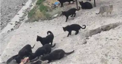 Hallaron 8 gatos muertos en un baldío de Tres Cerritos y sospechan de envenenamiento