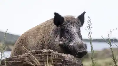 Carnes de guanaco y jabalí: el proyecto de Río Negro para habilitar su venta