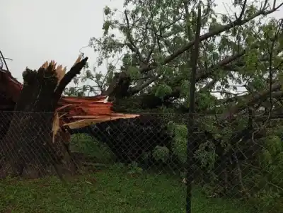Un pequeño tornado en El Soberbio: destrozos, árboles caídos y una hipótesis que sorprende