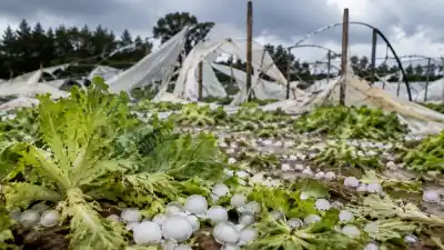 El granizo devastó las huertas misioneras: faltarán verduras de hoja por 30 días