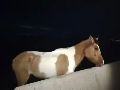 Un caballo lleva días atrapado en Casa de Piedra y piden ayuda urgente