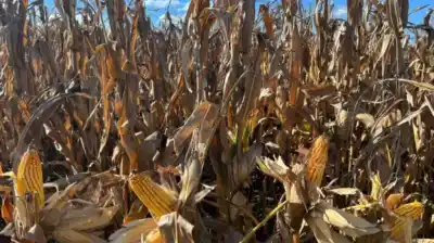 El campo argentino respira: la lluvia que cambió el rumbo de la campaña y lo que viene ahora