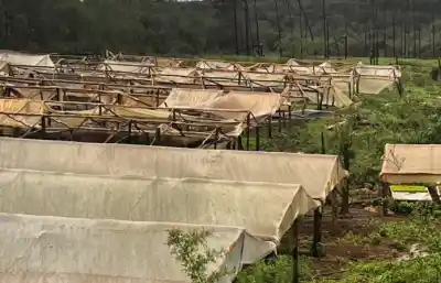Un temporal de dos minutos arrasó con 2000 invernaderos en Gobernador Roca