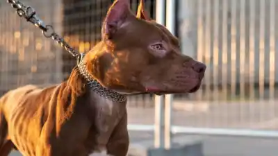 Santa Fe: un intento de calmar a los perros terminó con una mujer sin un dedo
