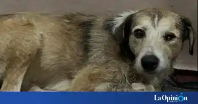 Nico, el perro rescatado del petróleo, sufrió una convulsión y su pronóstico es reservado
