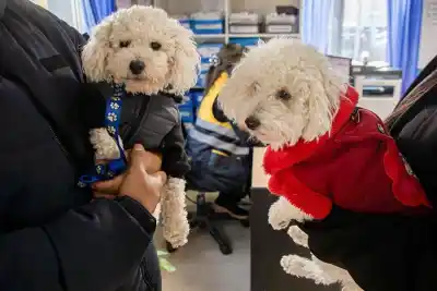 Moquillo canino: las claves para proteger a tu perro en Río Grande
