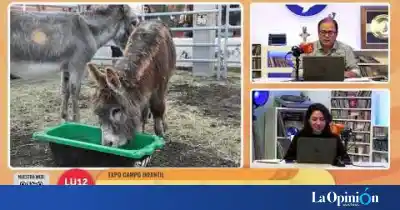Caballos, esquila en vivo y juegos: así fue la primera Expo Campo Infantil en Río Gallegos