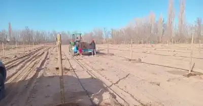 Pistacho, almendras y nogales: los cultivos que le cambian el mapa agrícola a San Rafael