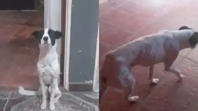 Una jubilada tomó una decisión desgarradora con su perra y lo que pasó después la dejó sin palabras