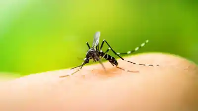 Alerta en General Pico: un verano lluvioso podría disparar los casos de dengue