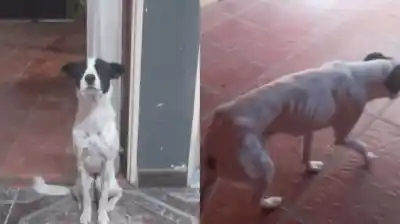 Una jubilada tomó la decisión más difícil por su perra y lo que pasó después la dejó sin palabras