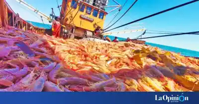 Cierran dos subáreas de langostino en Santa Cruz: qué pasó con las 12.000 toneladas en Puerto Deseado