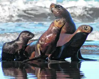 Un estudio de 25 años revela cómo el descarte pesquero cambió la dieta de la fauna marina