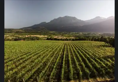 El primer viñedo de Chubut: cómo es la producción que desafía el clima en El Hoyo