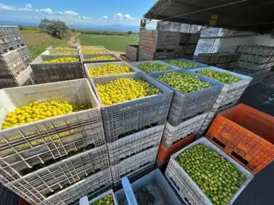 Tucumán vendió al exterior por US$966 millones: el producto que más creció