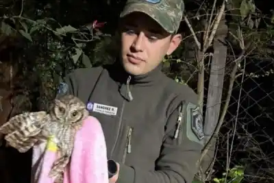 Una lechuza se metió en una casa de Empedrado y la Policía la rescató