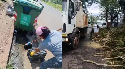 88 árboles y ramas cayeron en Posadas: el operativo municipal para liberar las calles