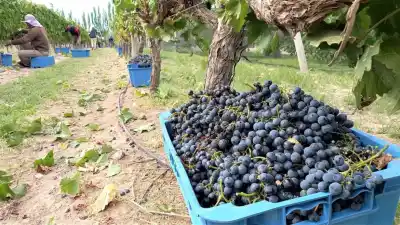 26 medallas internacionales: el brindis histórico de las bodegas pampeanas