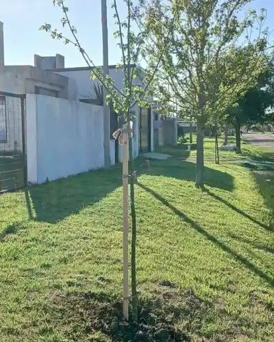454 árboles nuevos: la cifra con la que Corral de Bustos superó su propia marca