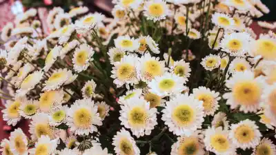 20 familias tabacaleras de Misiones suman flores de corte para diversificar sus ingresos