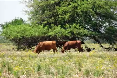 Mujeres al frente de un proyecto que une bosques y ganadería en Federal