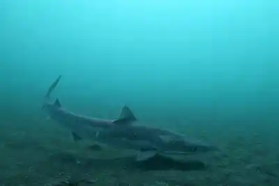 El tiburón que vive en Tierra del Fuego y tiene espinas venenosas: qué descubrieron los científicos