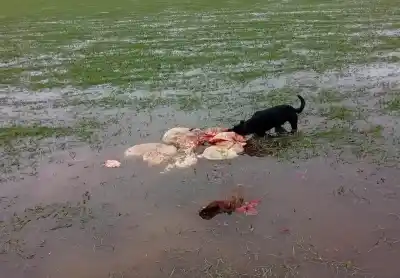 Abigeato en Cuay Grande: faenaron ocho vacunos y sospechan cuatreros que cruzaron el río