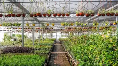 Cómo el clima loco alteró la floración y qué hacer con tus plantas