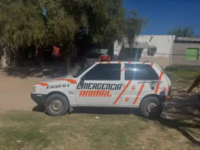 El móvil de rescate animal pide ayuda urgente: cómo colaborar para que no se detenga