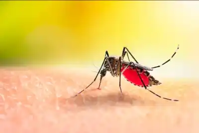 Solo 71 casos de dengue pero un brote de 3.730: el mapa de la temporada